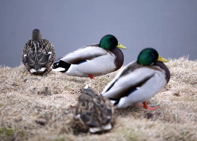 Trešā advente nesīs dažāda veida nokrišņus un vēju