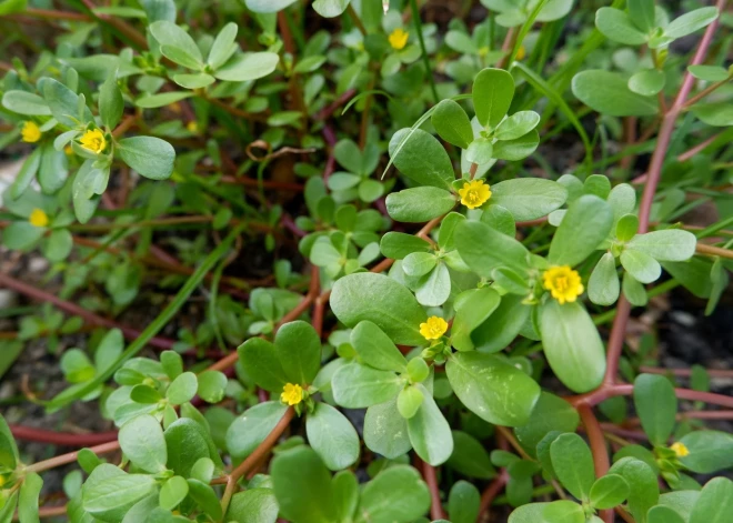 Kas ir spinātu konkurente – dārzeņu portulaka?