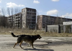 Izdevumā uzsvēra, ka pagaidām nav skaidrs, kā tieši šīs ģenētiskās atšķirības ietekmē šo suņu veselību, tomēr tās nav vienīgās sugas, kas evolucionējušas pēc katastrofas.