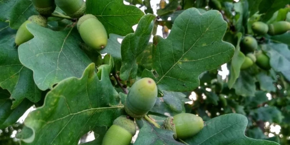 "Meža maize" mērķis ir veicināt sabiedrības izpratni par meža nozīmi, ilgtspējīgu saimniekošanu un dabas resursu saudzīgu izmantošanu, nodrošinot, ka mežs baro arī nākamās paaudzes.