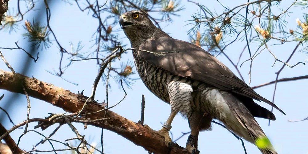 Vanagu veiksmīgā pielāgošanās pilsētai apliecina, ka savvaļas dzīvnieki var līdzāspastāvēt ar cilvēkiem, ja vide tam ir labvēlīga.