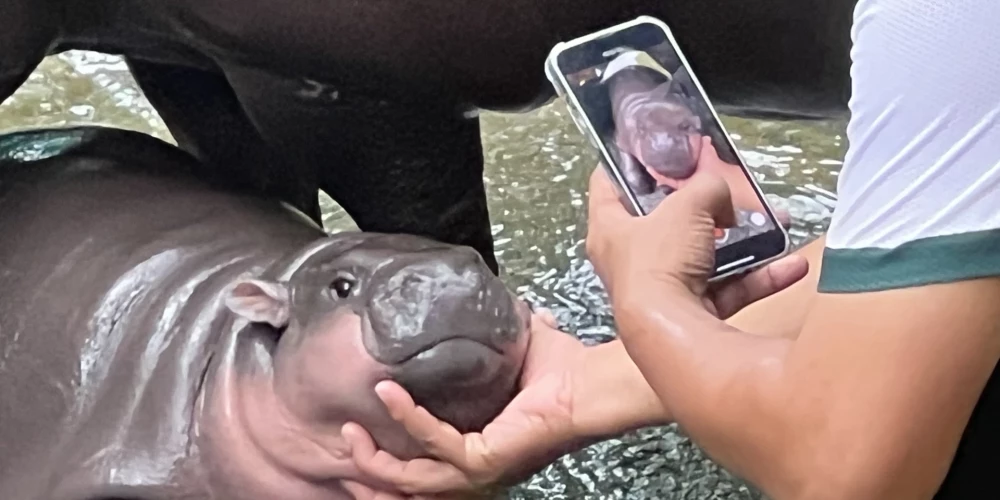 Taizemes zoodārzā piedzimusī pundurnīlzirgu mazulīte Mū Denga.