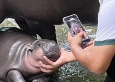 Taizemes zoodārzā piedzimusī pundurnīlzirgu mazulīte Mū Denga.