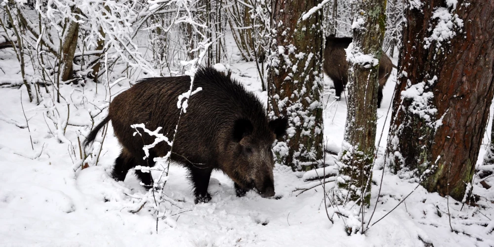 Valkas un Valmieras novadi iekļauti Āfrikas cūku mēra otrajā riska zonā. 