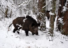 Valkas un Valmieras novadi iekļauti Āfrikas cūku mēra otrajā riska zonā. 