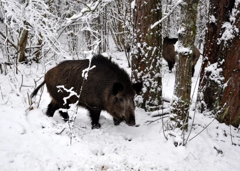 Valkas un Valmieras novadi iekļauti Āfrikas cūku mēra otrajā riska zonā. 