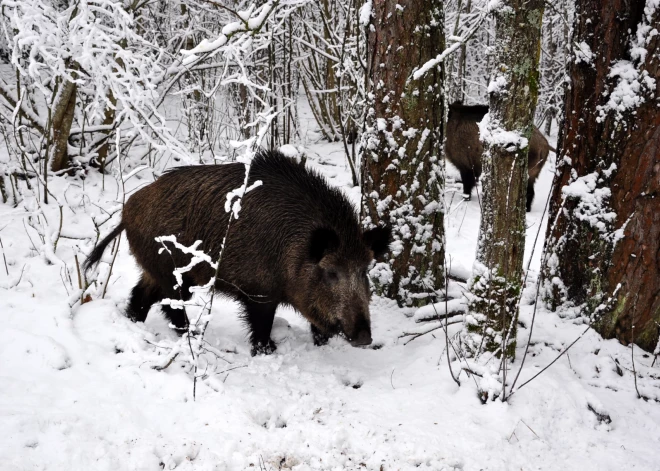 Divi Latvijas novadi iekļauti Āfrikas cūku mēra otrajā riska zonā