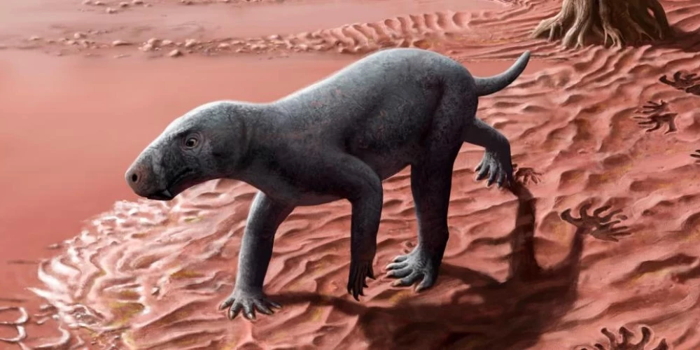 Šādi radījumi pirms 270 miljoniem gadu dzīvoja tagadējās Vidusjūras krastos.