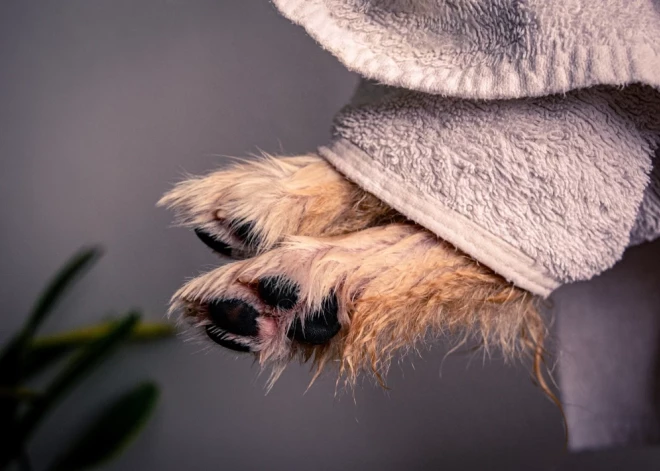 Kā pieradināt suni un kaķi mazgāt ķepas?