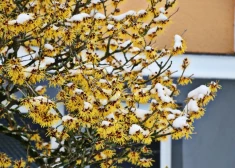 Kā uzburt pavasari ziemā? Iestādi burvjulazdu, kas ziedēs jau februārī