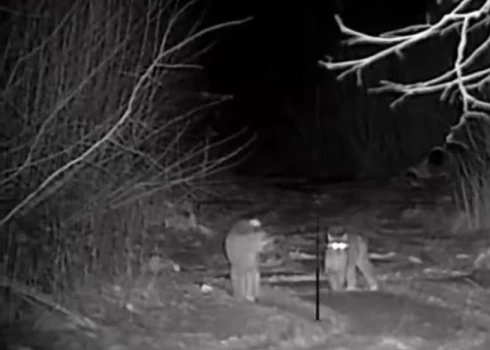 Mednieks Latvijas mežos piedzīvo neaizmirstamu tikšanos ar lūšiem.