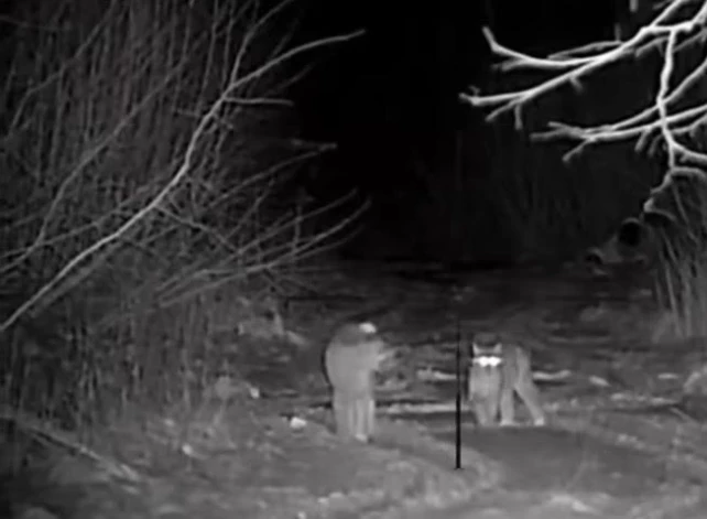 Mednieks Latvijas mežos piedzīvo neaizmirstamu tikšanos ar lūšiem.