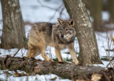 Pērnavas apriņķī nomedīts jau otrais vilks ar bīstamu un nāvējošu slimību