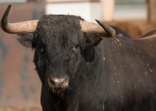 Lietuvā bullis nāvējoši uzbrūk cilvēkam; dzīvnieka saimniecei piespriež cietumsodu