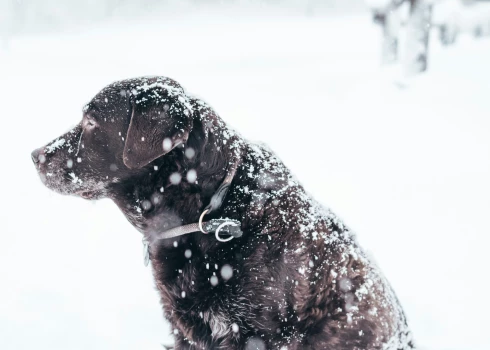 Naktī uz pirmdienu gaisa temperatūra noslīdēs līdz -15 grādiem.