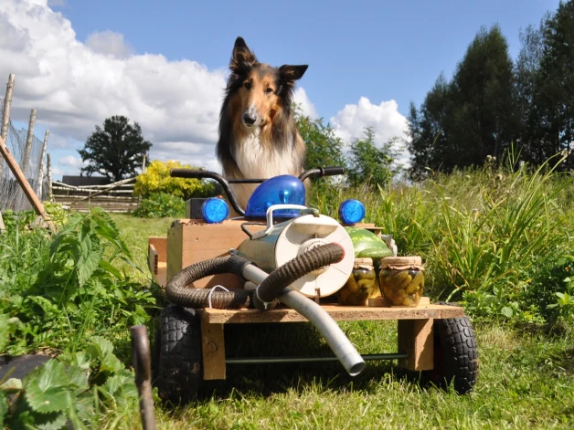 Vislabāk gurķus novākt, iesūcot vecā putekļu sūcējā un uzreiz pārvēršot konservos.