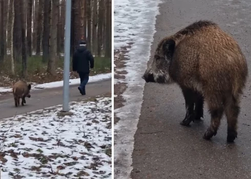 Кабанчик решил познакомиться с людьми.