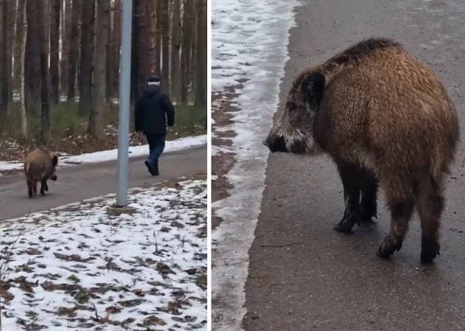 ВИДЕО: в Иманте любопытный кабанчик гулял по парку и приставал к людям