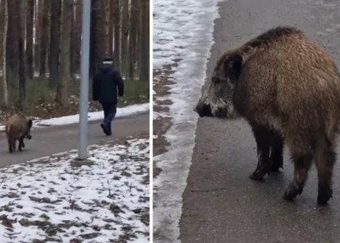 Mežacūka Imantā iet pie cilvēkiem.