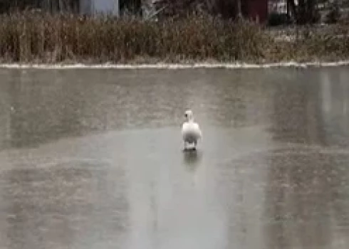 Kā norāda Valsts ugunsdzēsības un glābšanas dienestā (VUGD), gulbji spēj vairākas stundas nekustīgi atrasties uz ledus, tāpēc, pavērojot putnu ilgāku laiku, visbiežāk apstiprinās, ka viņš ir spējīgs kustēties un paša spēkiem lidot.