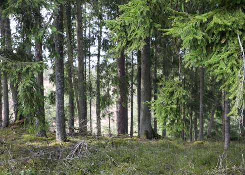 Zviedrijas lielākā mežu īpašnieku asociācija un mežrūpniecības grupa "Sodra" plāno pārdot meža īpašumus un ar tiem saistīto uzņēmējdarbību Baltijas valstīs.