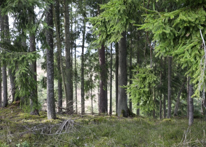 Zviedru uzņēmums "Sodra" plāno pārdot mežus Baltijas valstīs