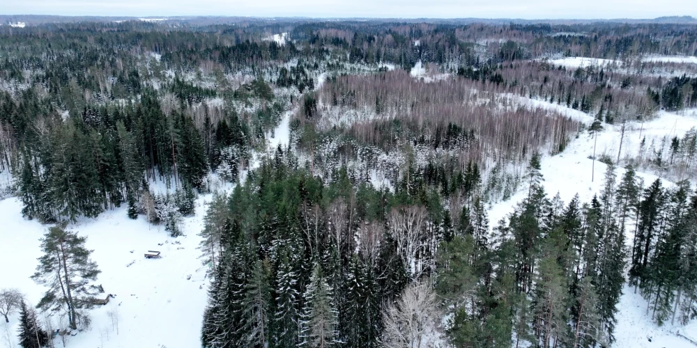 Cilvēki visvairāk pamana un atpazīst folklorā izdaudzinātos kokus, kas arī dabā ir labi pamanāmi – dižus ozolus, priedes un liepas. 