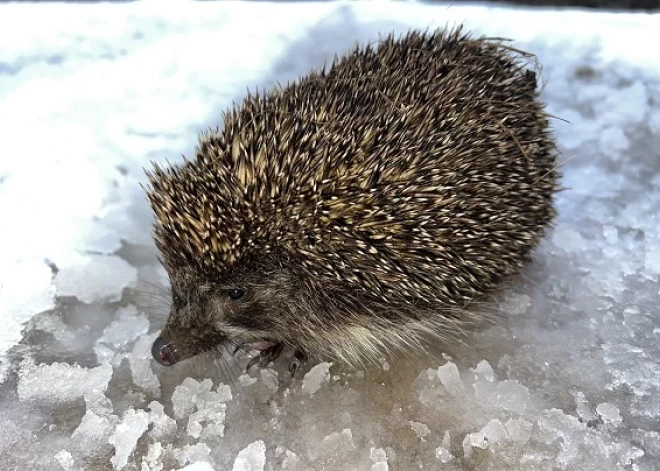 Preiļu pusē novērota neparasta parādība: no ziemas miega pamodies ezis