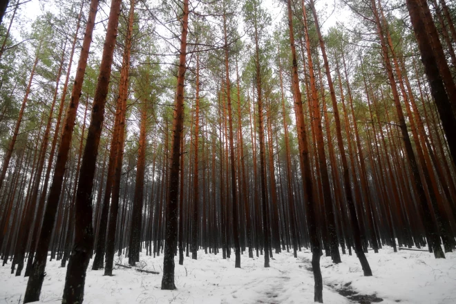 Vārnukroga mežu nolemts pamatīgi paretināt, lai tajā atbrīvotu vietu ekskluzīvām privātmājām.