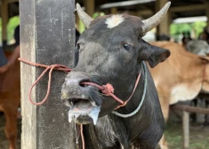 мариа бабко голая