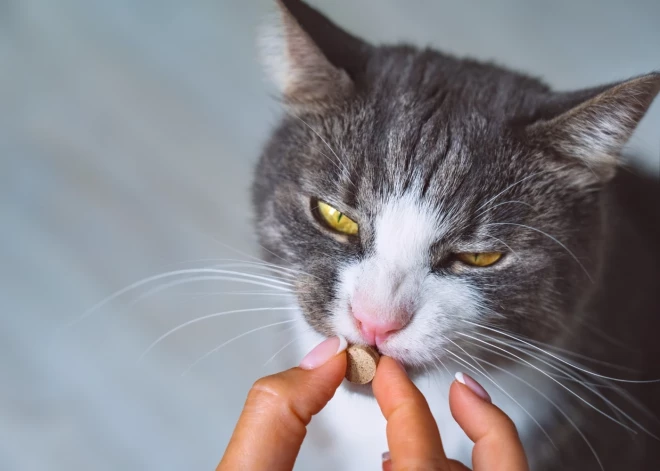 Vai kaķiem un suņiem ir jādod vitamīni? Skaidro veterinārārste