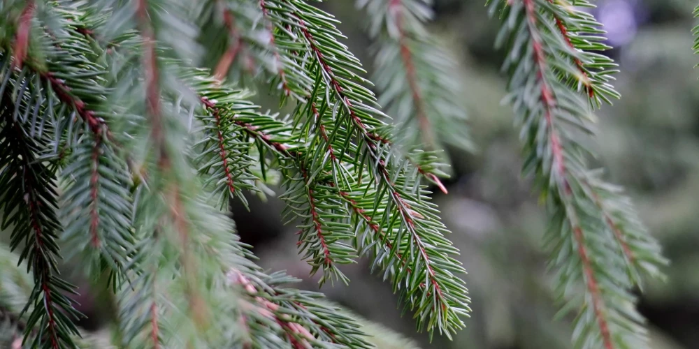 Janvāra vidū SIA “Rīgas meži” atsāks meža kopšanu, kā arī ainaviski vērtīgu rekreācijas teritoriju veidošanu starp Langstiņiem un Padebešiem (Ropažu novads, Garkalnes pagasts).