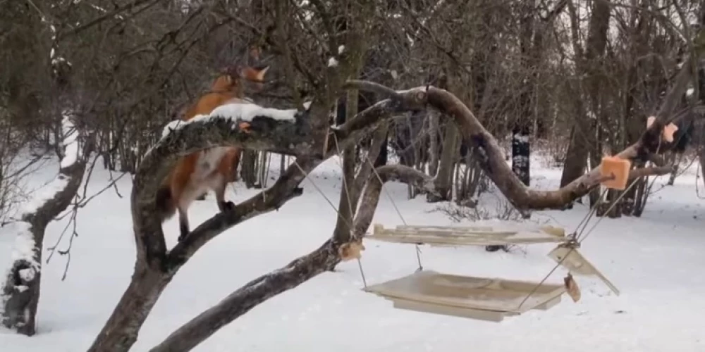 Kūmiņš veikli kāpelē kokā pēc kārotā speķa (ekrānuzņēmums no video)