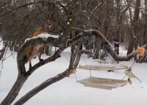 Kūmiņš veikli kāpelē kokā pēc kārotā speķa (ekrānuzņēmums no video)