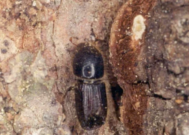 Vārnukrogā sāks sanitārās cirtes, vainīga egļu mizgrauža invāzija