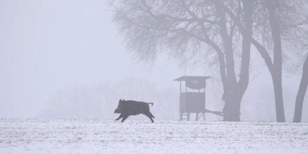 Meža cūku medības ir atļautas visu gadu, taču dzinējmedības ir visefektīvākais veids, kā ierobežot meža cūku skaitu un līdz ar to arī Āfrikas cūku mēra izplatīšanos to populācijā.