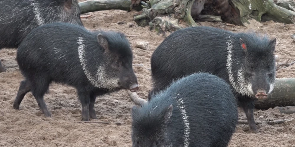 Pekari Rīgas zoodārzā (ekrānuzņēmums no video)