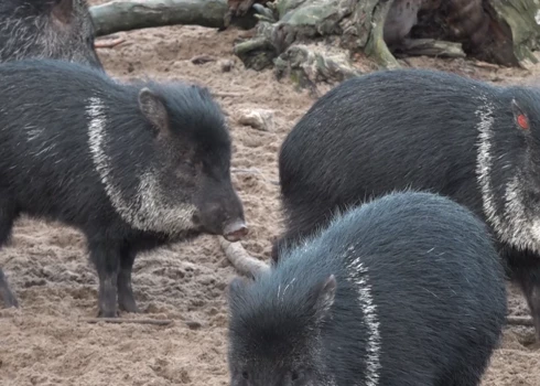 Pekari Rīgas zoodārzā (ekrānuzņēmums no video)