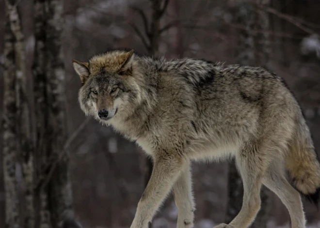 Turpina palielināties vilku postījumi – saplosīti suņi un mājlopi; aicina pārskatīt vilku medību nosacījumus