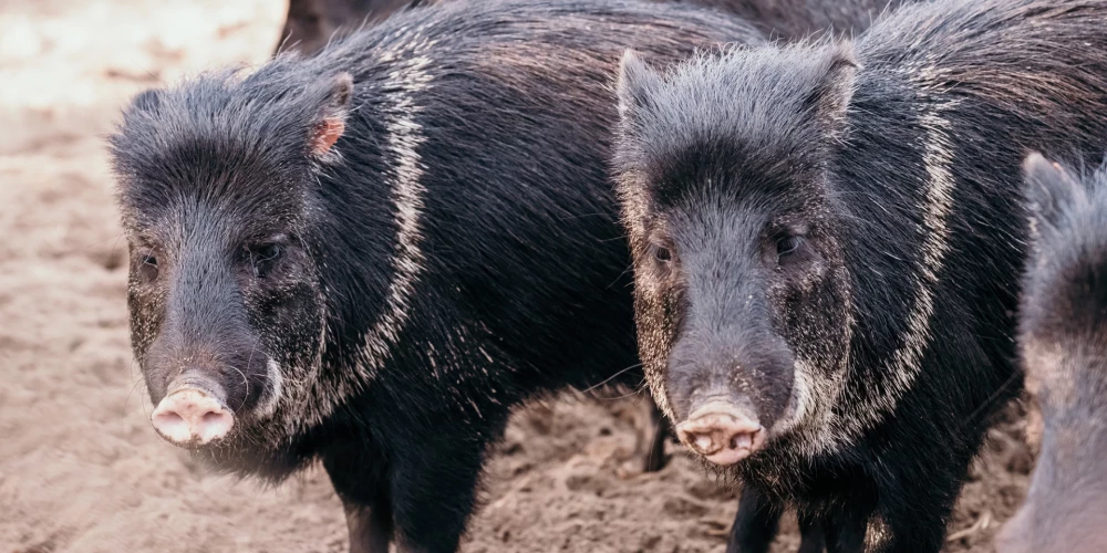 Arī apkakles pekari pārcelsies uz Rīgas Zooloģiskā dārza filiāli “Cīruļi”.