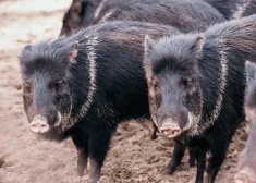 Arī apkakles pekari pārcelsies uz Rīgas Zooloģiskā dārza filiāli “Cīruļi”.