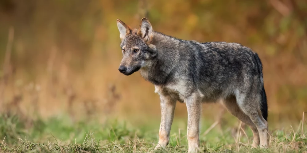 Latvijā pagājušajā gadā vilku uzbrukumos cietuši 336 mājdzīvnieki. 