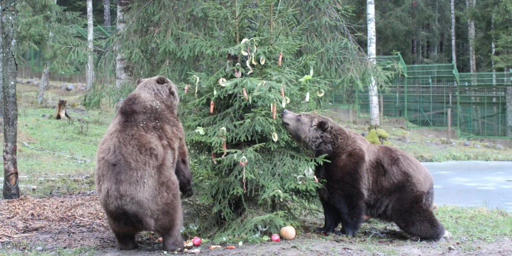 Latvijas vecākie nebrīvē dzīvojošie lāči Mikus un Puika atzīmēs savu 30 gadu jubileju.