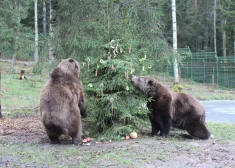 Latvijas vecākie nebrīvē dzīvojošie lāči Mikus un Puika atzīmēs savu 30 gadu jubileju.