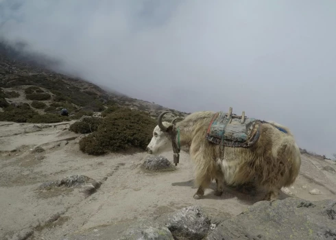 Kāpt Everestā ir dārgi un var būt arī bīstami.