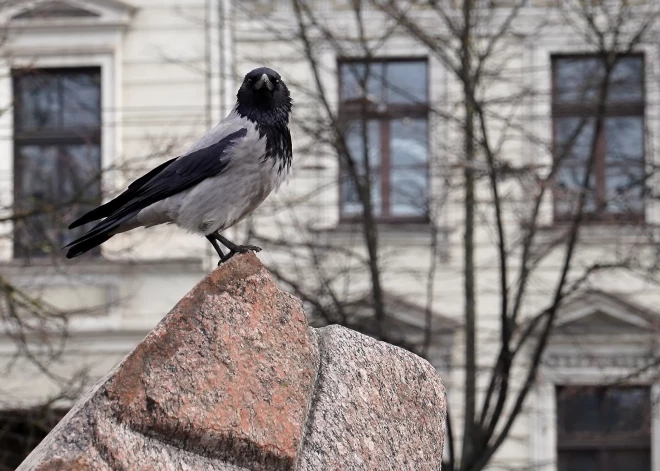 Mēneša vidējā gaisa temperatūra Latvijā pakāpusies četrus grādus virs janvāra normas