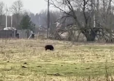 VIDEO: satraucoši skati Ķekavas novadā - meža zvērs dzenas pakaļ sievietei ar bērnu ratiem