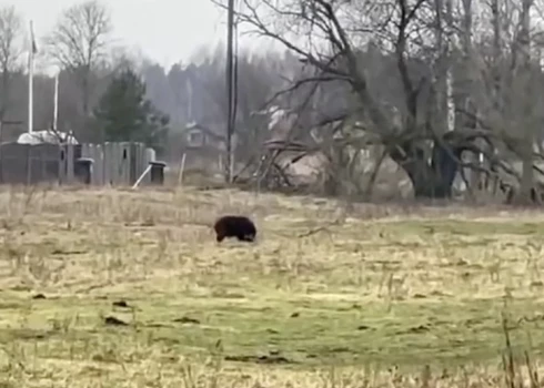 Mežacūka, kas skrēja pakaļ sievietei ar bērnu.