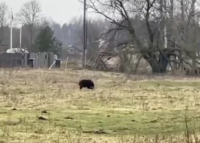 VIDEO: satraucoši skati Ķekavā - mežacūkai līdzīgs dzīvnieks dzenas pakaļ sievietei ar bērnu ratiem