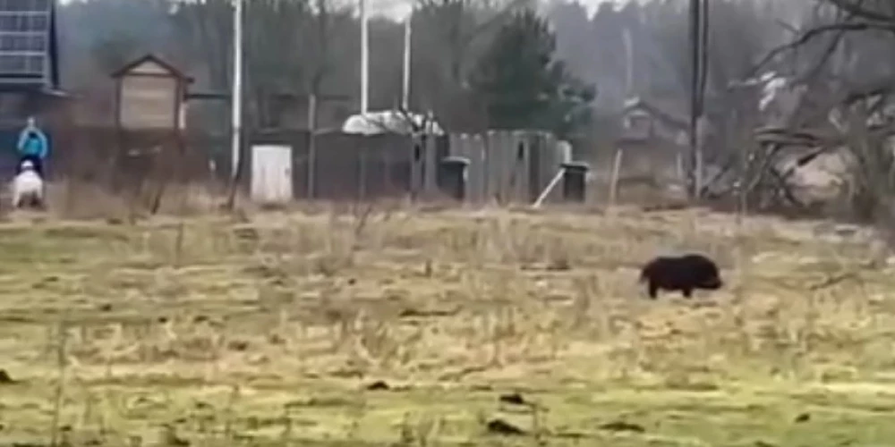 Женщина, обнаружив опасность, стала убегать!